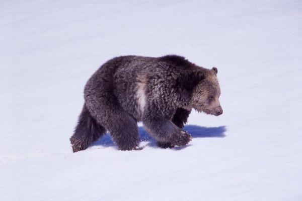 Grizzly bear attack kills 2 in Canadian national park Grizzly bear attack kills 2 in Canadian national park