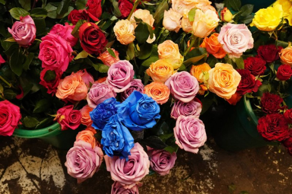 Customs officials check more than 1B flower shipments prior to Valentine's Day Customs officials check more than 1B flower shipments prior to Valentine's Day