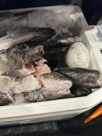 Border agents seize 50 pounds of meth hidden under fish Border agents seize 50 pounds of meth hidden under fish