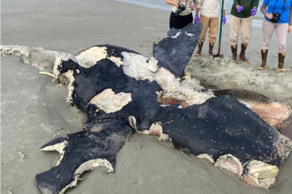 Female right whale dead from blunt trauma, NOAA says Female right whale dead from blunt trauma, NOAA says