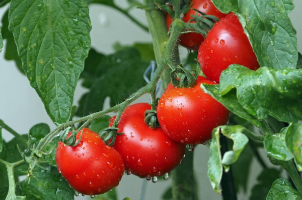 Consumer tomato prices might rise in July as battle with Mexico heats up Consumer tomato prices might rise in July as battle with Mexico heats up