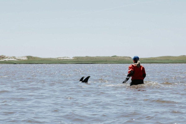 More than 100 dolphins stranded in shallow water off Cape Cod, Mass. More than 100 dolphins stranded in shallow water off Cape Cod, Mass.