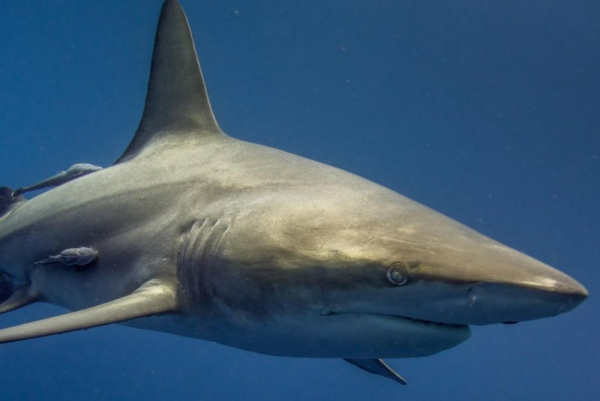 Fourth of July shark attacks injure 3 people in Texas, 1 in Florida Fourth of July shark attacks injure 3 people in Texas, 1 in Florida