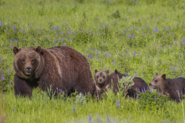 Famed Grand Teton 'Grizzly 399' struck, killed by vehicle Famed Grand Teton 'Grizzly 399' struck, killed by vehicle