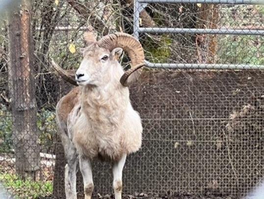 Montana rancher sentenced for cloning hybrid sheep for hunting Montana rancher sentenced for cloning hybrid sheep for hunting