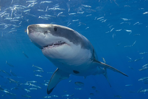 61-year-old surfer's leg 'completely severed' in Maui shark attack 61-year-old surfer's leg 'completely severed' in Maui shark attack