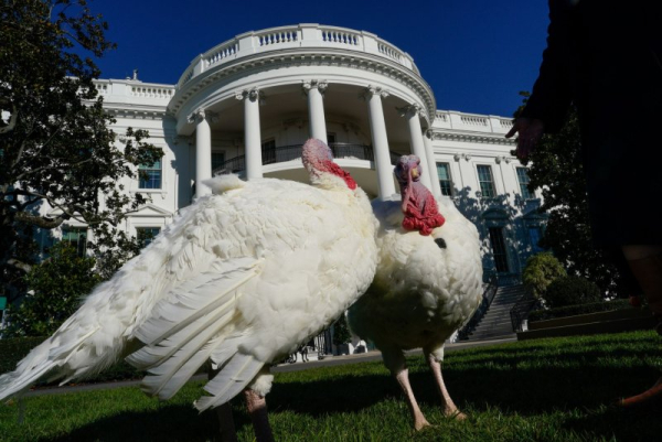 A 'forever grateful' Biden gives turkeys reason to be thankful, too, in traditional White House event A 'forever grateful' Biden gives turkeys reason to be thankful, too, in traditional White House event