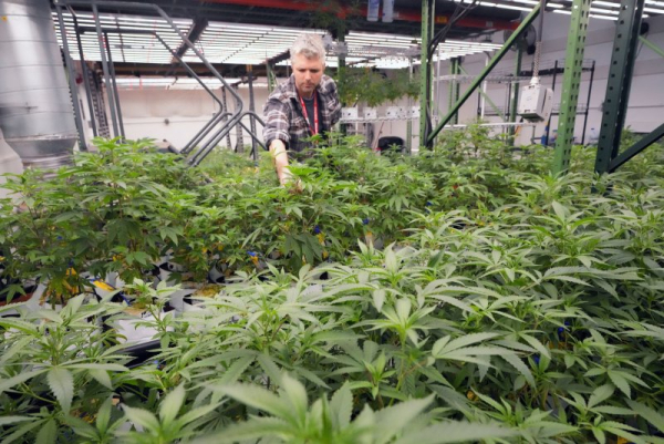 South Dakota, North Dakota vote down recreational marijuana South Dakota, North Dakota vote down recreational marijuana