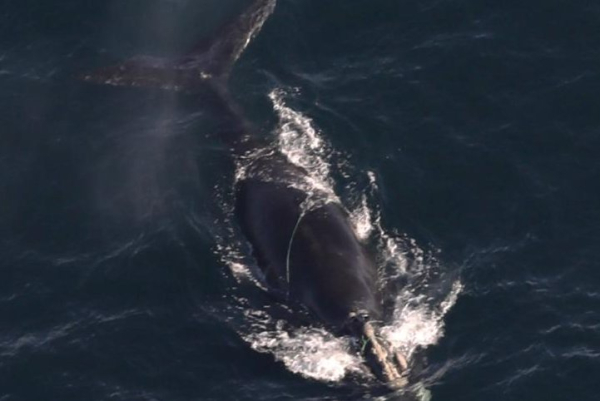 Endangered whales found entangled in fishing gear off Massachusetts coast Endangered whales found entangled in fishing gear off Massachusetts coast