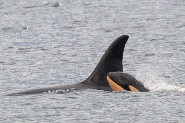 Killer whale who carried her dead calf for 17 days has new baby Killer whale who carried her dead calf for 17 days has new baby