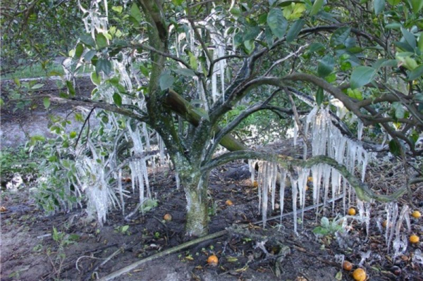 Already stung by reduced crop estimate, Florida citrus industry now faces polar vortex Already stung by reduced crop estimate, Florida citrus industry now faces polar vortex