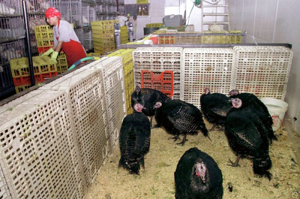 Bird flu cases force closure of New York live poultry markets Bird flu cases force closure of New York live poultry markets