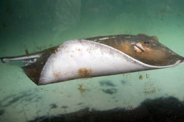 Sea Life Florida Aquarium announces opening date Sea Life Florida Aquarium announces opening date