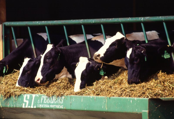 USDA: Second strain of bird flu detected in cattle for the first time USDA: Second strain of bird flu detected in cattle for the first time