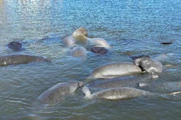Judge rules Florida violated federal law in protecting manatees from pollution