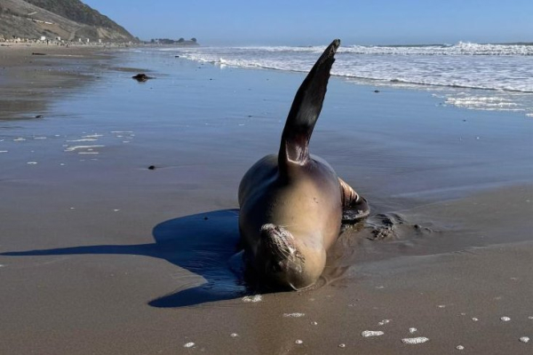Toxic algae off Southern California kills hundreds of sea lions, dolphins, birds