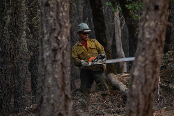 U.S. to allow logging in national forest to spur timber production amid trade war U.S. to allow logging in national forest to spur timber production amid trade war