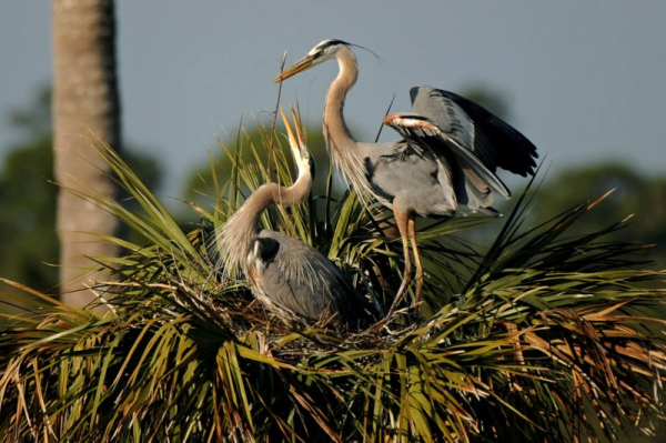 Florida state parks now legally protected from commercial development Florida state parks now legally protected from commercial development