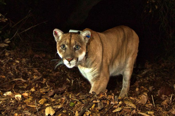 4-year-old attacked by mountain lion at Washington national park