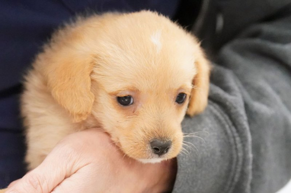 Keep pets calm during July 4th fireworks