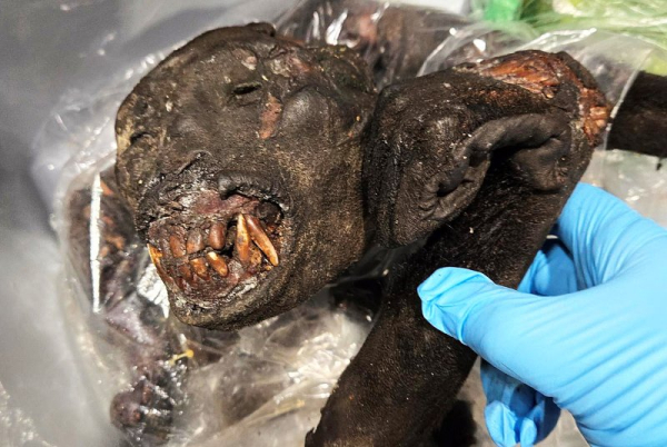 Rare African bushmeat discoveries reported twice in a week in Detroit