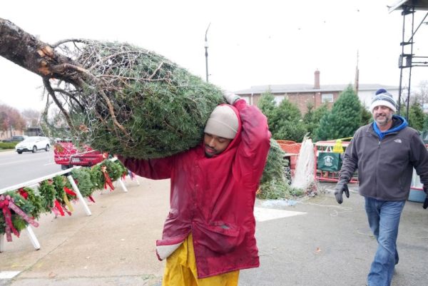 Wholesale prices for Christmas trees are holiday gift for consumers