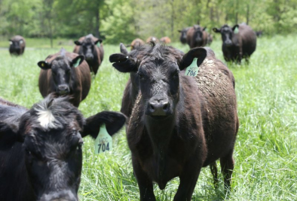 American ranchers demand Trump abandon plan to buy Argentine beef