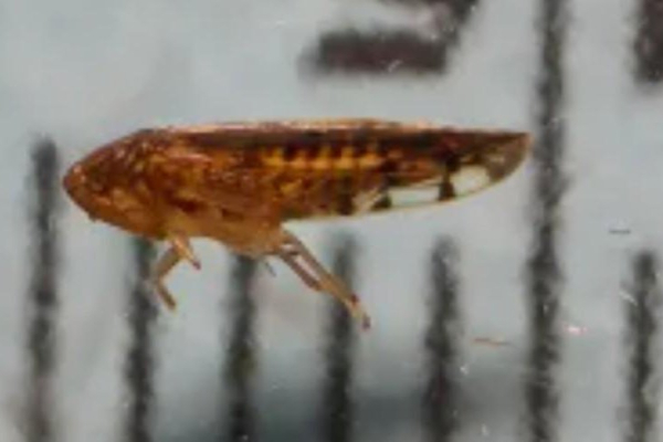 Border agents find dangerous insect species seen in U.S. for first time Border agents find dangerous insect species seen in U.S. for first time