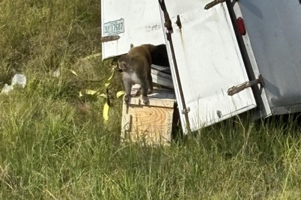 Monkeys still missing after truck crash in Mississippi