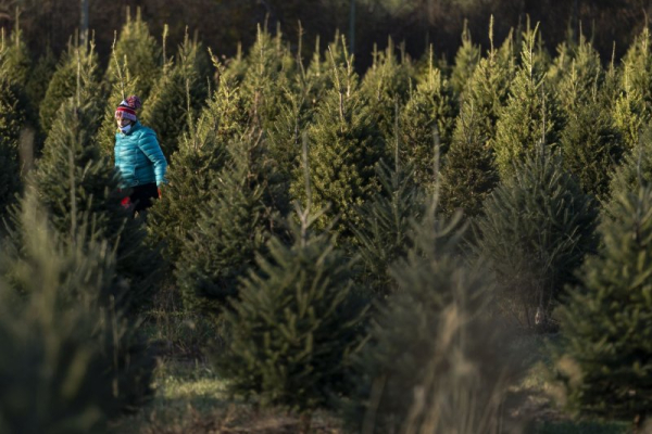 Feds offering $1 Christmas trees, cords of wood in western states