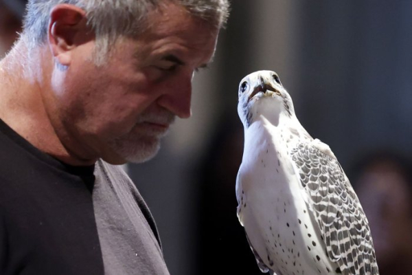 1,012 bald eagles descend on Missouri refuge, shattering the record 1,012 bald eagles descend on Missouri refuge, shattering the record