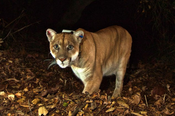 Colo. officials end mountain lion search after fatal hiker attack