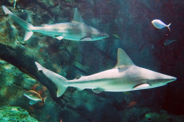 Minnesota woman loses arm, life in U.S. Virgin Islands shark attack