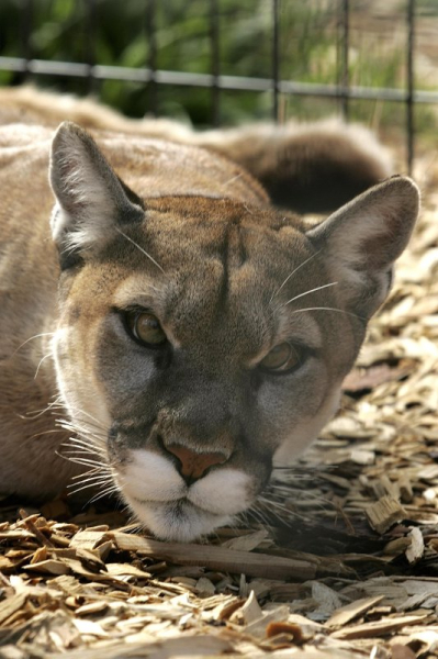 Woman in Colorado killed in suspected mountain lion attack