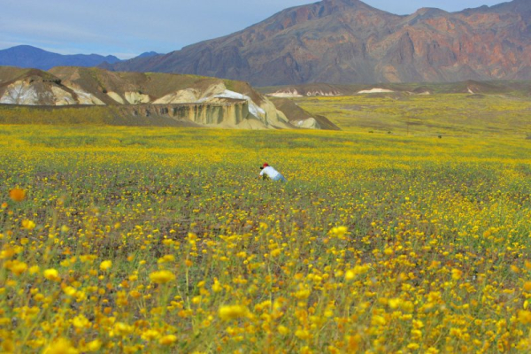 Death Valley could have rare superbloom in 2026