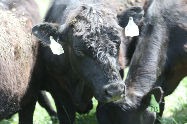 Colorado JBS meat packing plant goes on strike