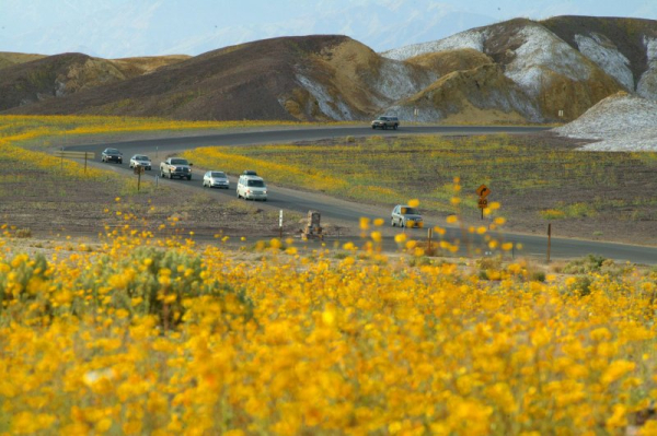 Death Valley's superbloom disappearing as temps hit 100 F Death Valley's superbloom disappearing as temps hit 100 F