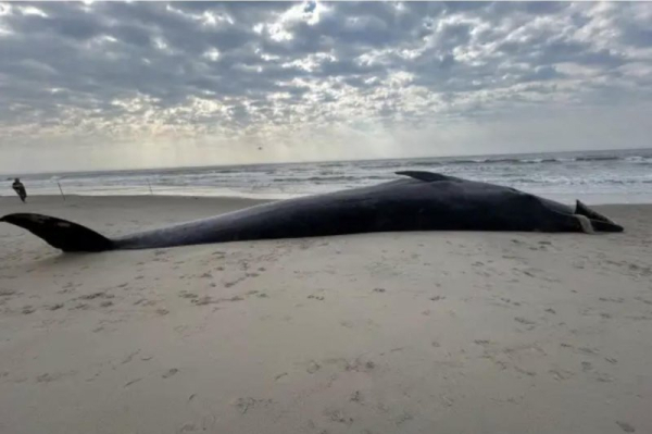 Whale washes up on Rockaway Beach in Queens, N.Y. Whale washes up on Rockaway Beach in Queens, N.Y.