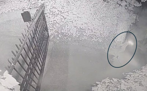 Man charged after Molotov cocktail thrown at Sam Altman's home