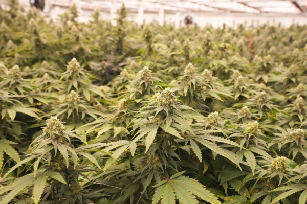 Cannabis reclassification removes some hurdles for industry