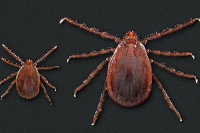 Tick bite ER visits are climbing as peak season approaches Tick bite ER visits are climbing as peak season approaches