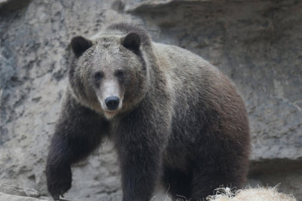 Hiker injured by grizzly bear in Glacier National Park Hiker injured by grizzly bear in Glacier National Park