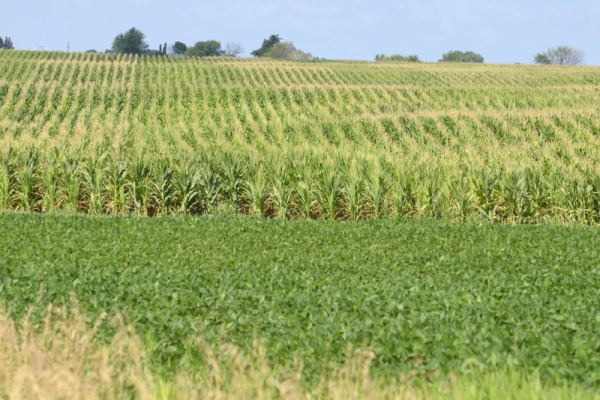 Supreme Court shoots down cancer lawsuits against Roundup manufacturer
