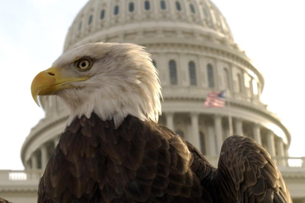 Trump administration rescinds key rule protecting endangered wildlife Trump administration rescinds key rule protecting endangered wildlife