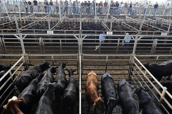 U.S. lifts ban on cattle imports from Mexico U.S. lifts ban on cattle imports from Mexico